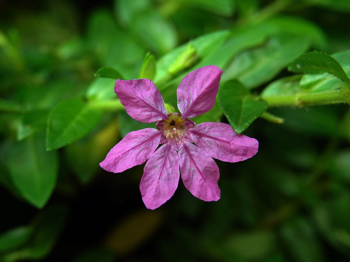 Hlazenec (Cuphea hyssopifolia Kunth)