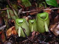 Čeleď: Láčkovkovité (Nepenthaceae Dumort.)