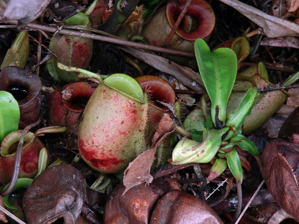 Láčkovka (Nepenthes ampullaria Jack)