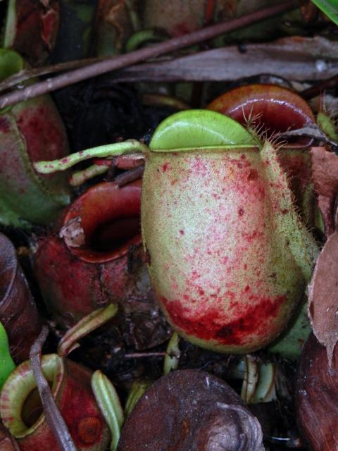 Láčkovka (Nepenthes ampullaria Jack)