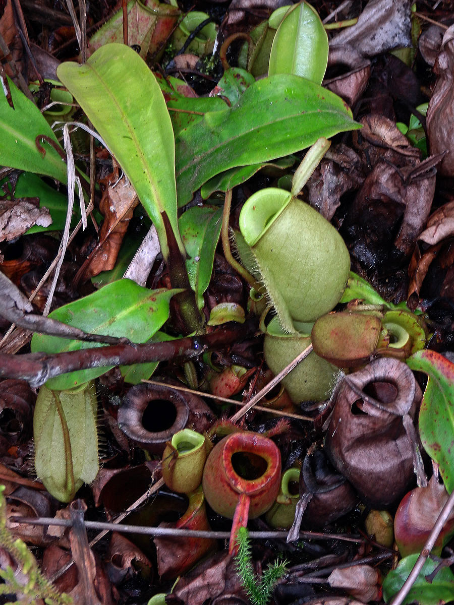 Láčkovka (Nepenthes ampullaria Jack)