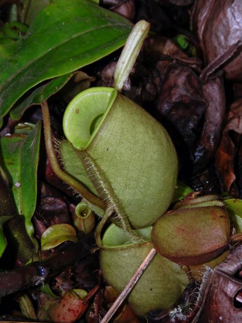 Láčkovka (Nepenthes ampullaria Jack)
