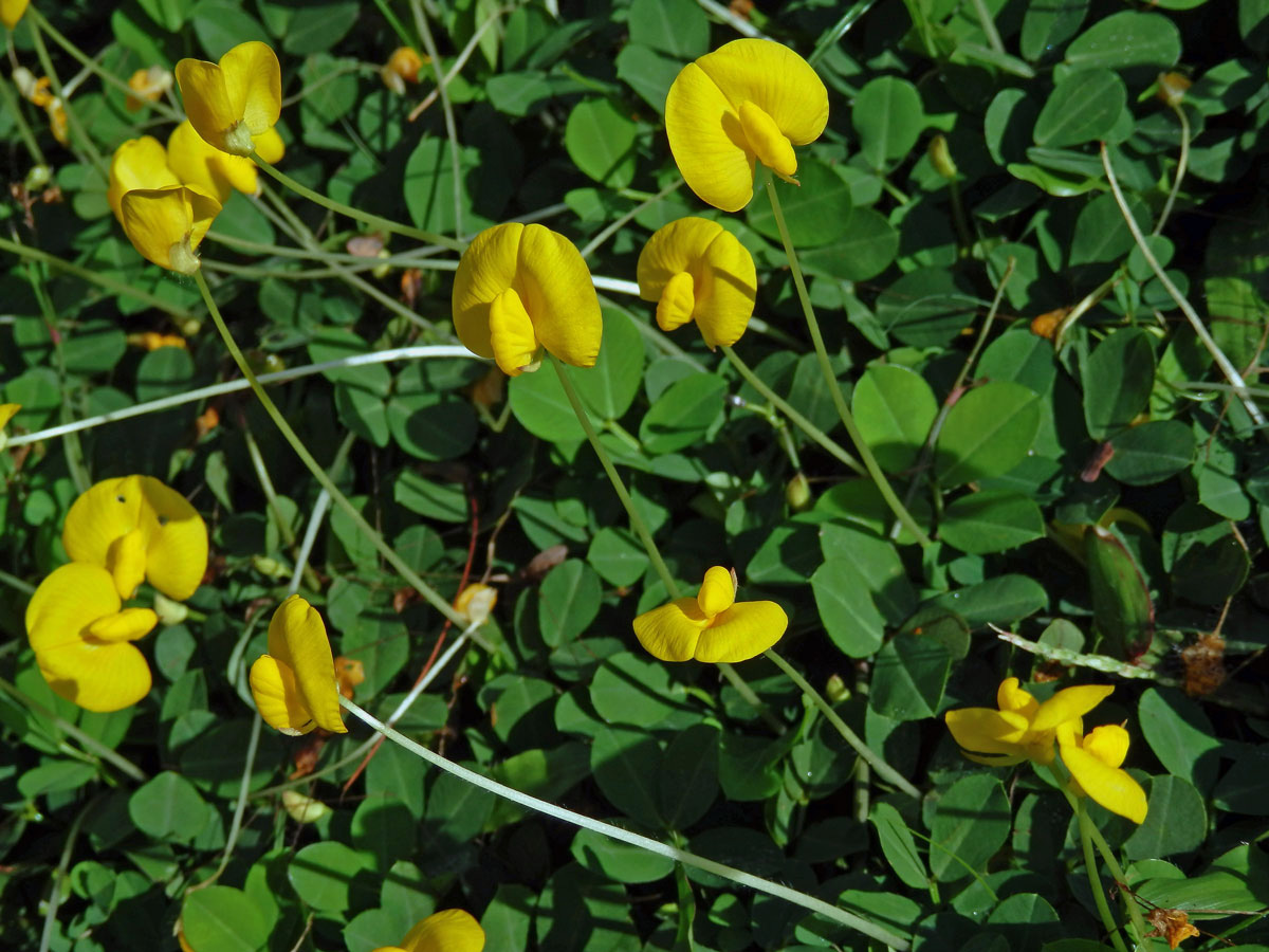 Podzemnice (Arachis pintoi Krapov. & W. C. Greg.)