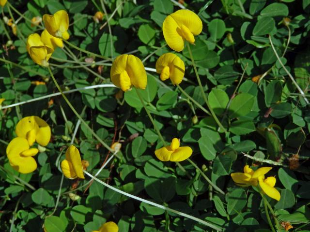 Podzemnice (Arachis pintoi Krapov. & W. C. Greg.)