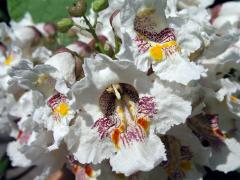 Katalpa trubačovitá(Catalpa bignonioides Walt.)