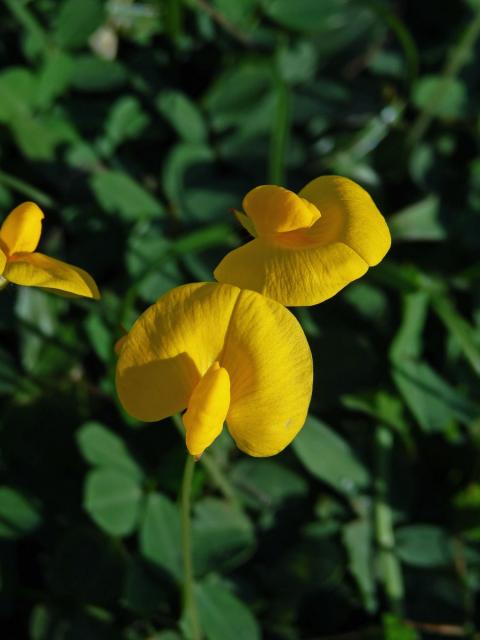 Podzemnice (Arachis pintoi Krapov. & W. C. Greg.)