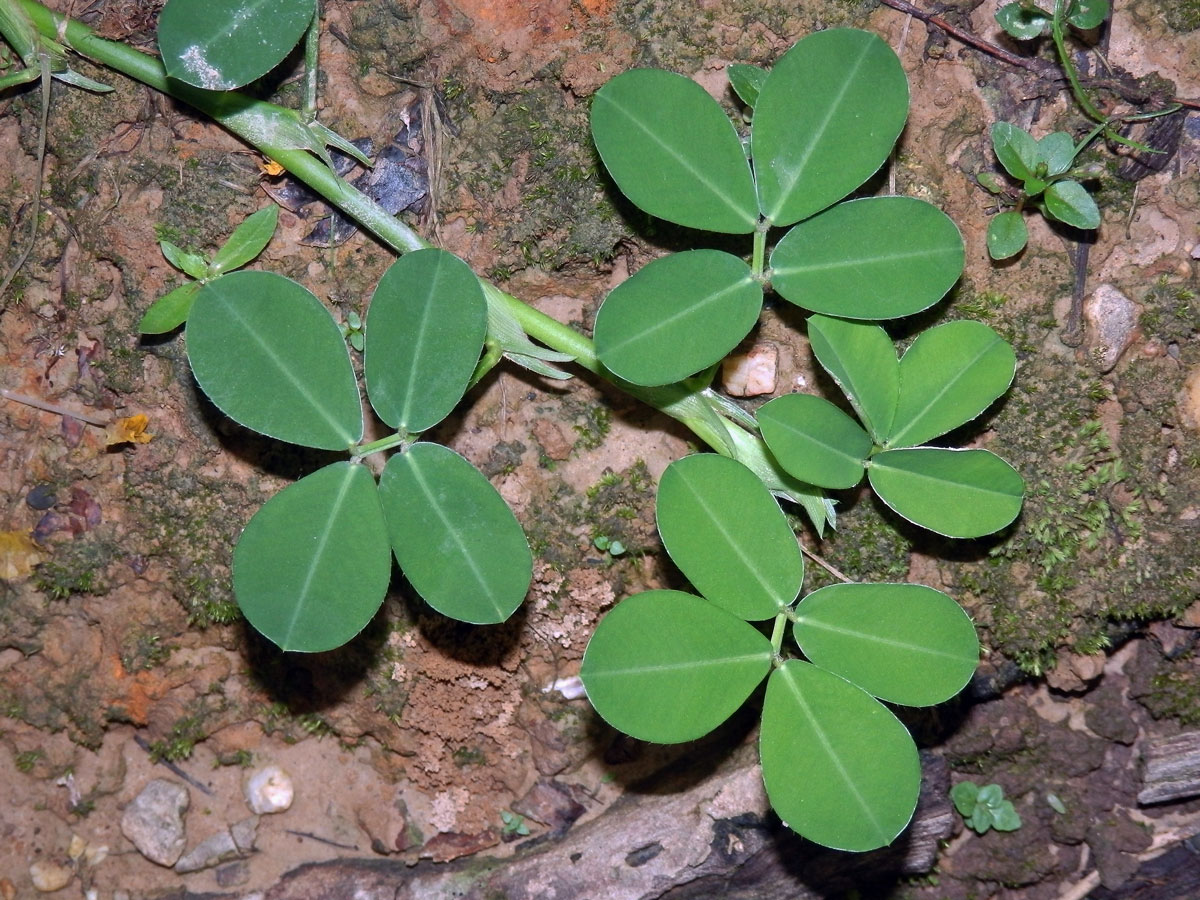 Podzemnice (Arachis pintoi Krapov. & W. C. Greg.)