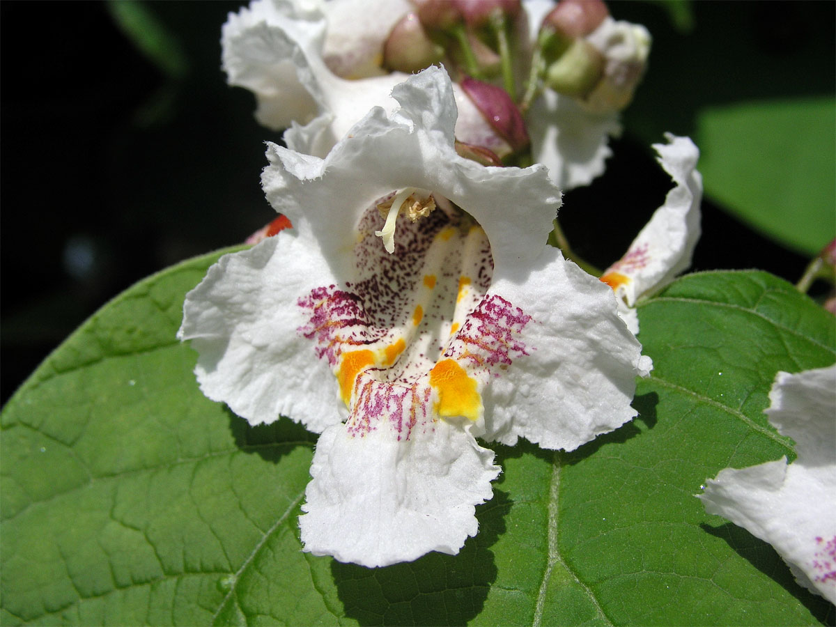 Katalpa trubačovitá(Catalpa bignonioides Walt.)