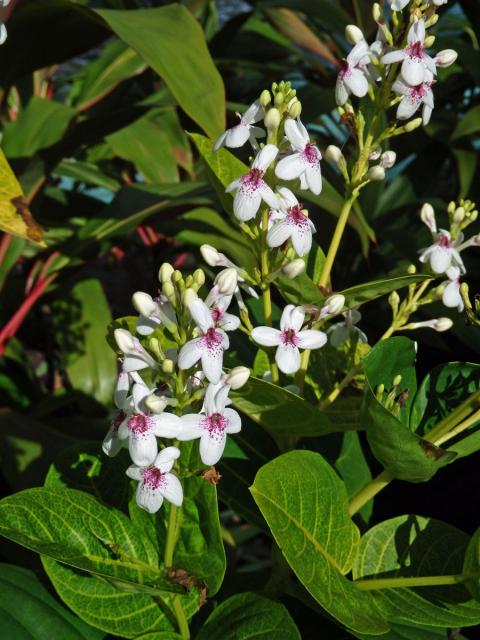 Pseuderanthemum reticulatum (Bull) Radlk.