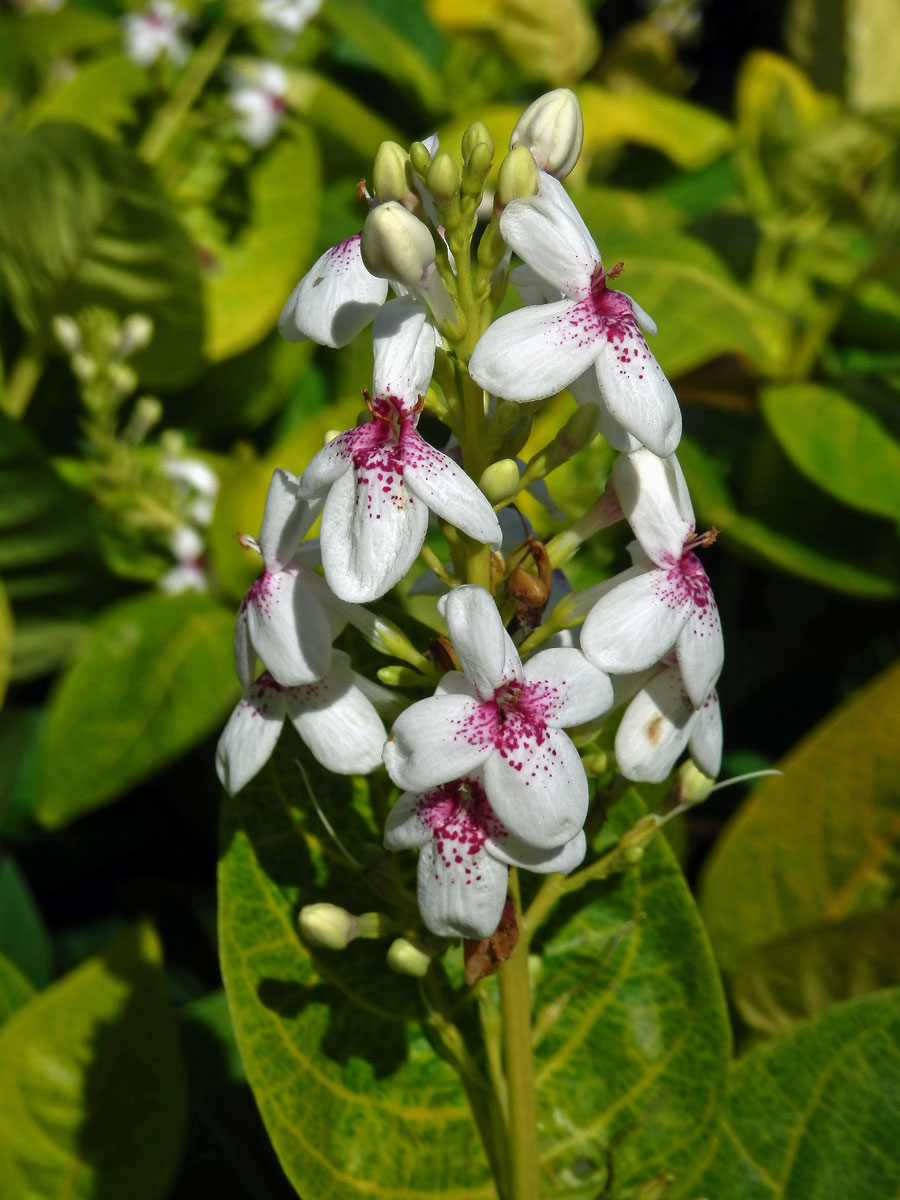 Pseuderanthemum reticulatum (Bull) Radlk.