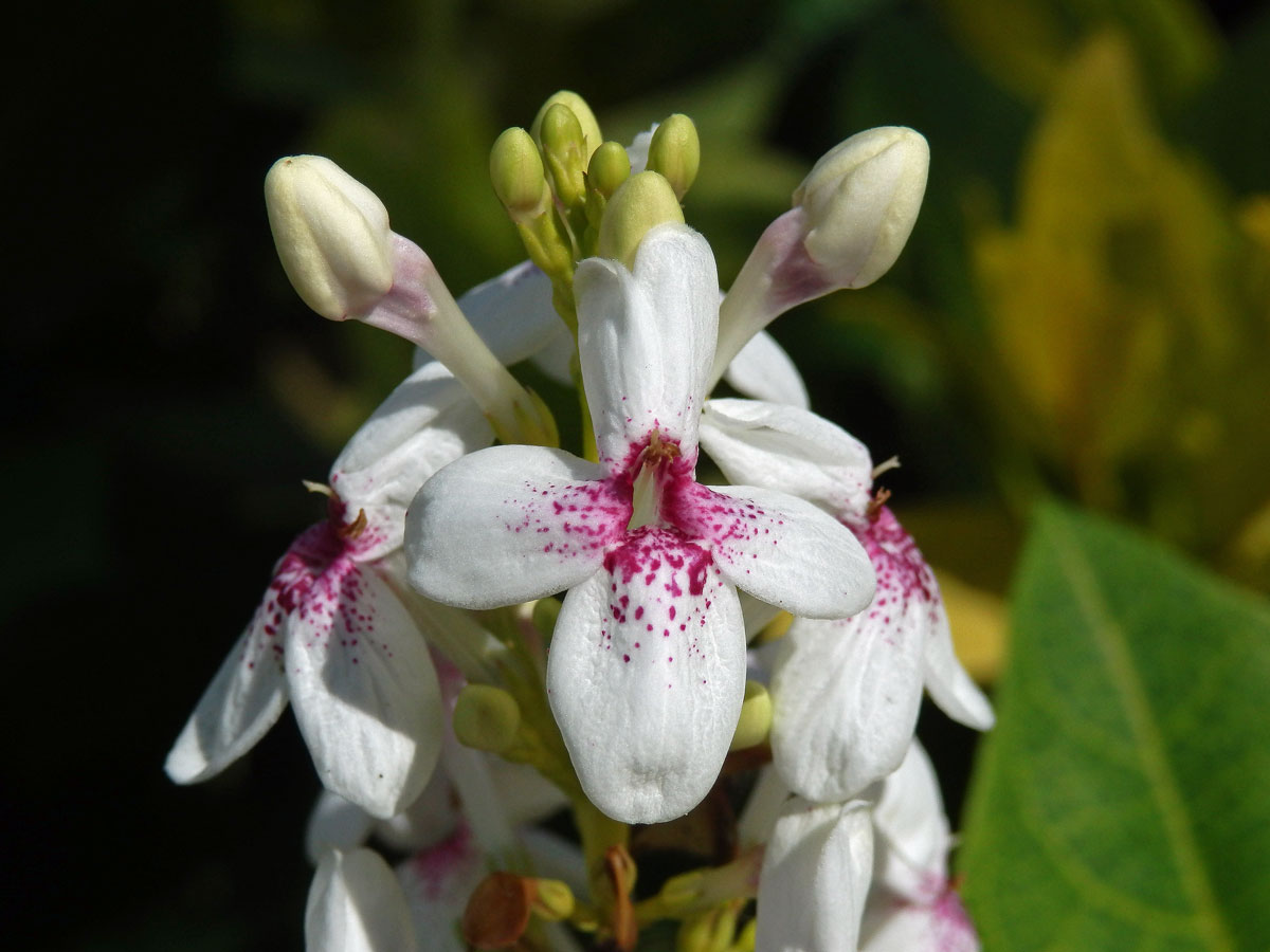 Pseuderanthemum reticulatum (Bull) Radlk.