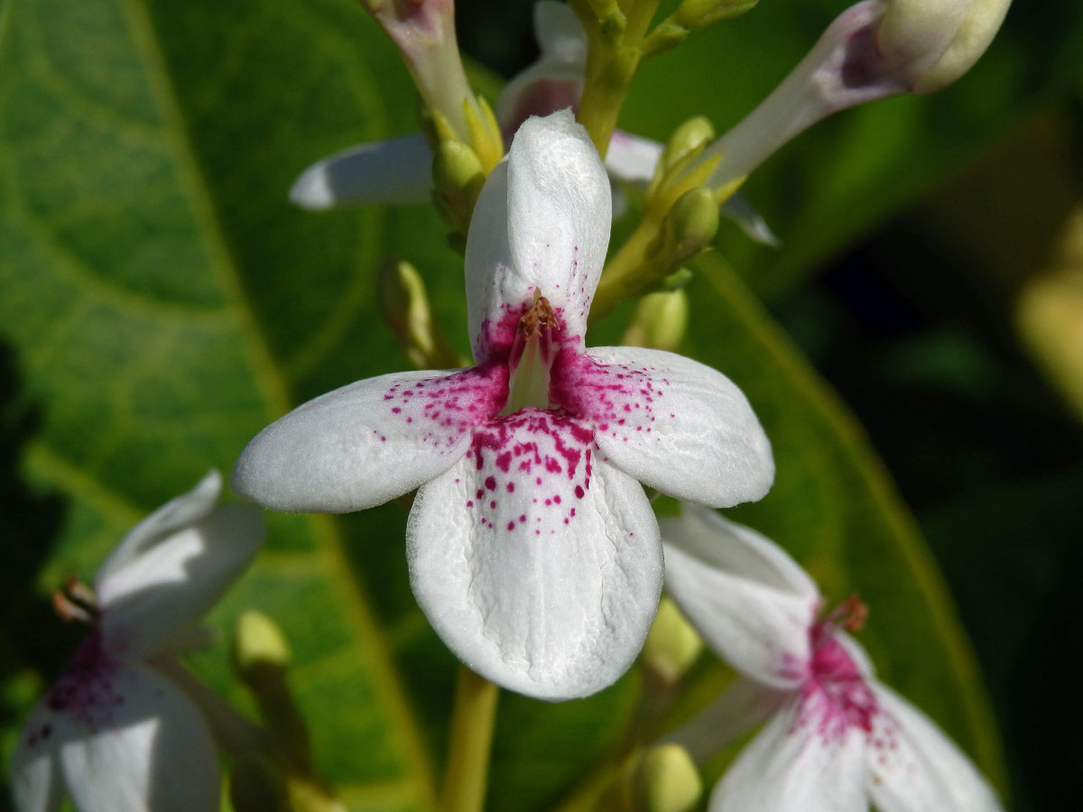 Pseuderanthemum reticulatum (Bull) Radlk.