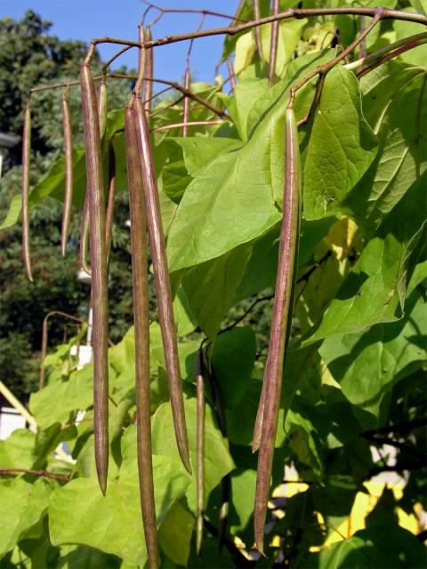 Katalpa trubačovitá(Catalpa bignonioides Walt.)