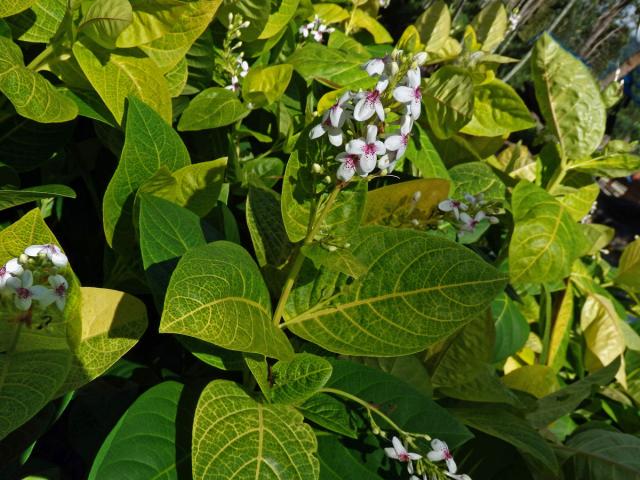 Pseuderanthemum reticulatum (Bull) Radlk.