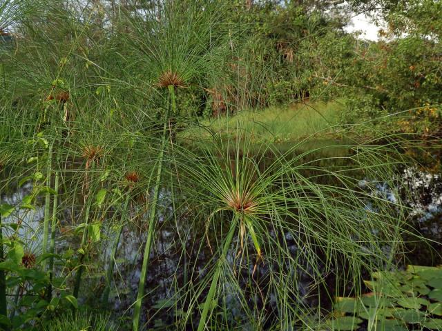 Šáchor (Cyperus papyrus L.)