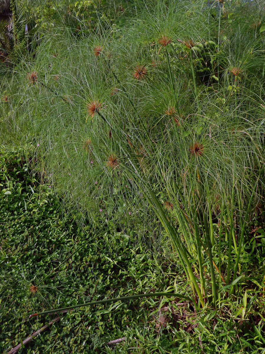 Šáchor (Cyperus papyrus L.)