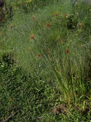 Šáchor (Cyperus papyrus L.)