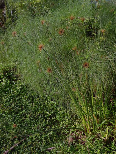 Šáchor (Cyperus papyrus L.)