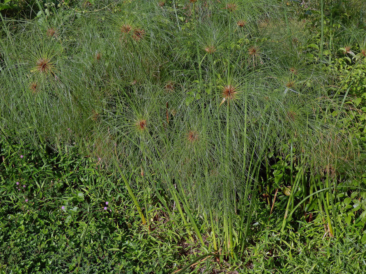 Šáchor (Cyperus papyrus L.)