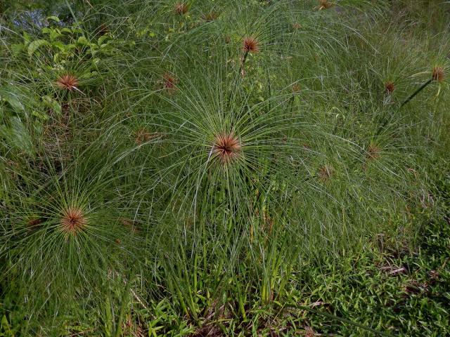 Šáchor (Cyperus papyrus L.)