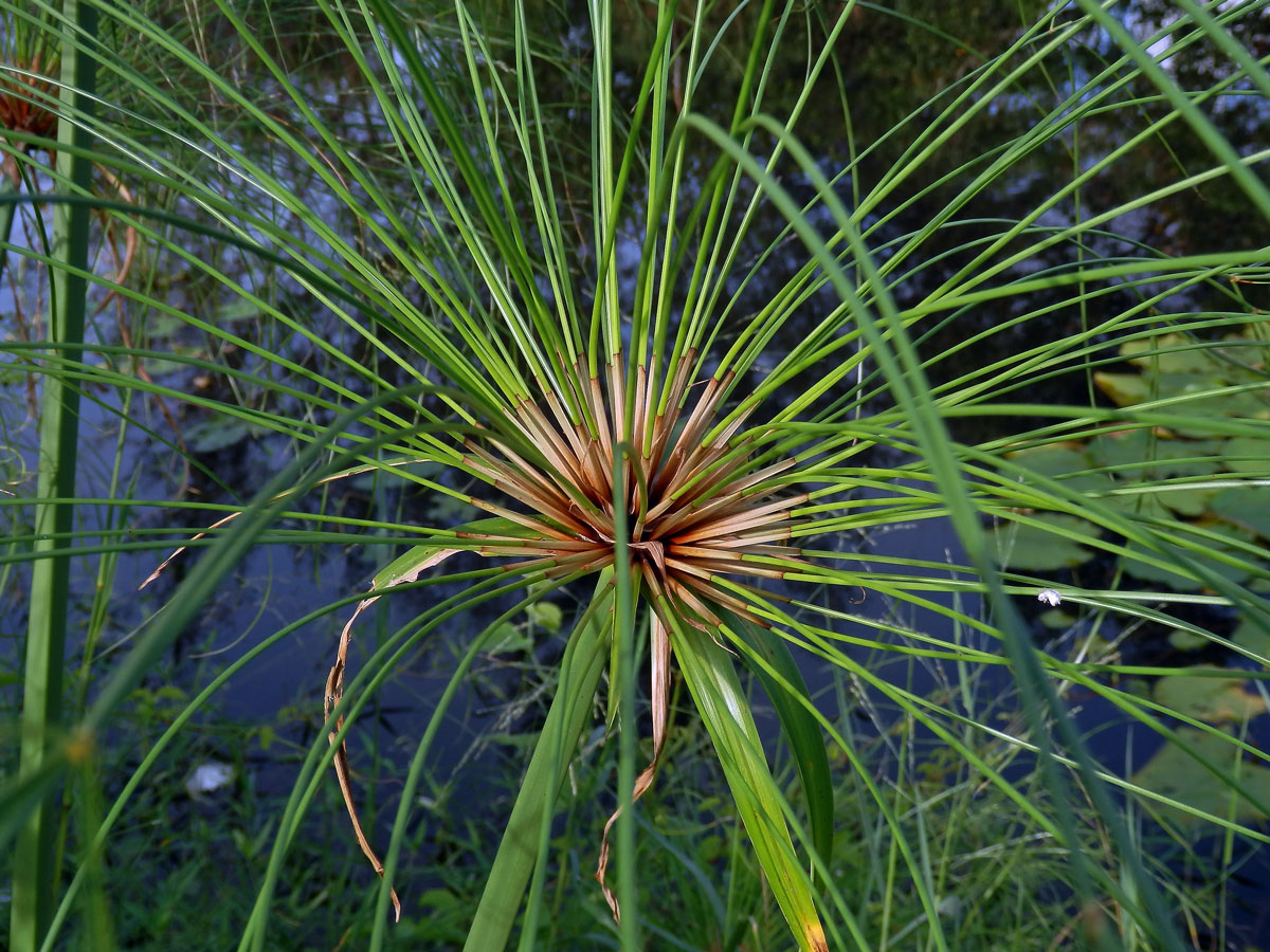 Šáchor (Cyperus papyrus L.)