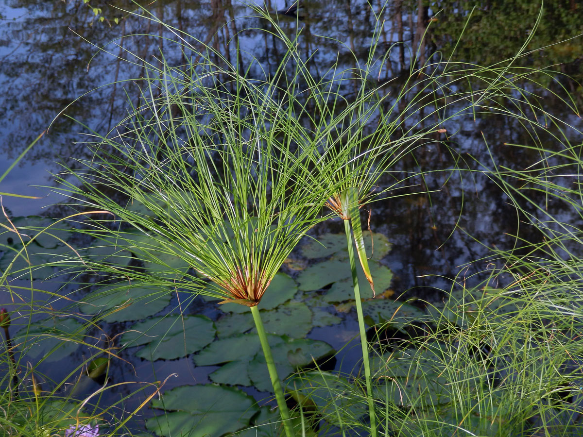 Šáchor (Cyperus papyrus L.)