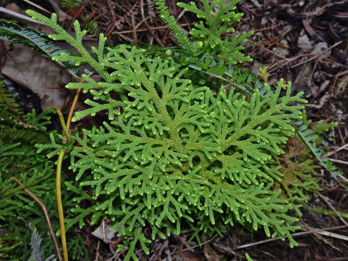 Plavuňka (Lycopodiella cernua (L.) Pich. Serm.)