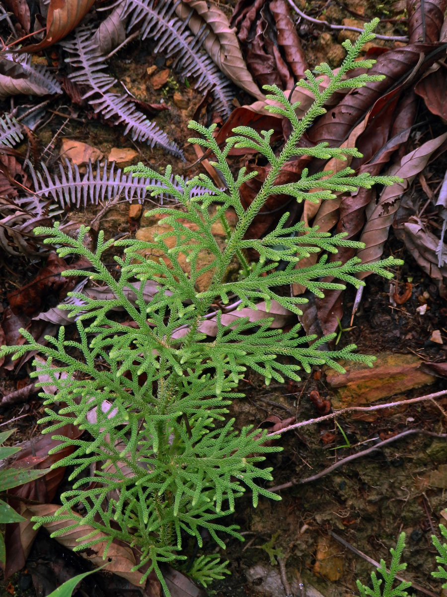 Plavuňka (Lycopodiella cernua (L.) Pich. Serm.)