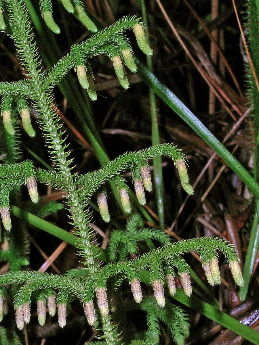 Plavuňka (Lycopodiella cernua (L.) Pich. Serm.)