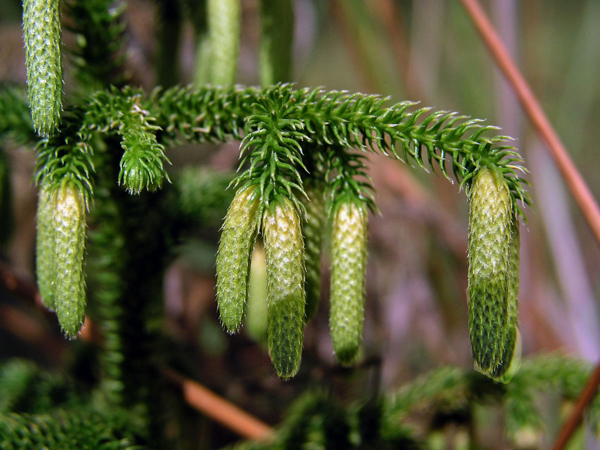 Plavuňka (Lycopodiella cernua (L.) Pich. Serm.)