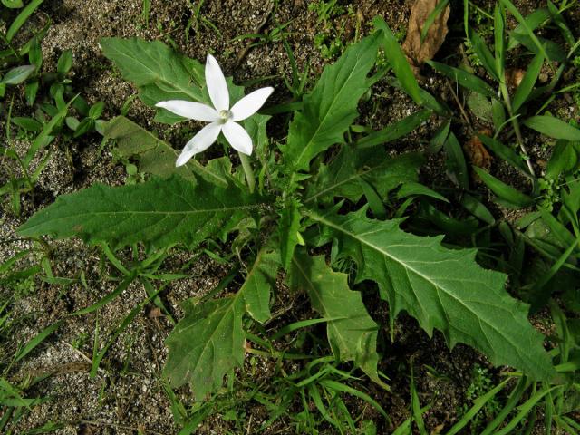 Hippobroma longiflora (L.) G. Don