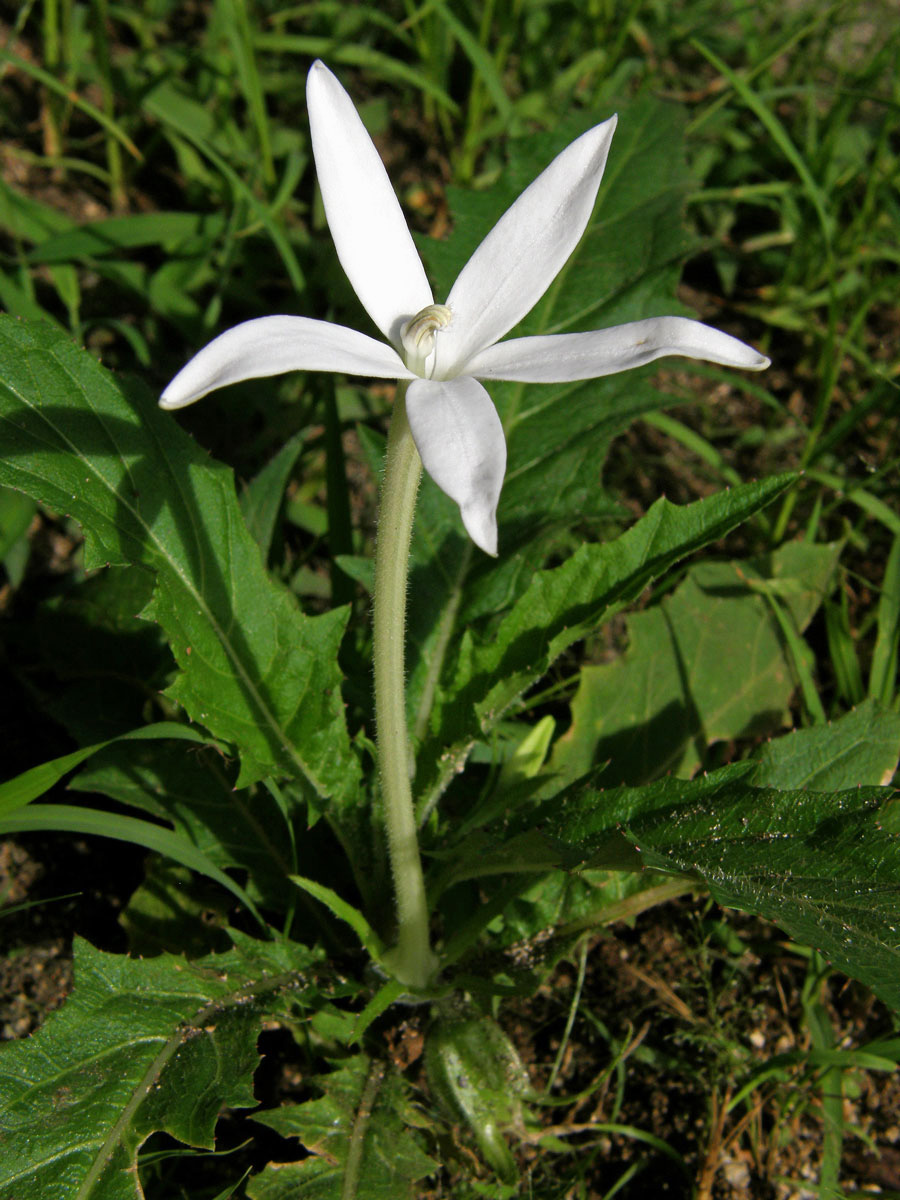 Hippobroma longiflora (L.) G. Don