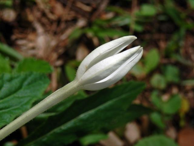 Hippobroma longiflora (L.) G. Don