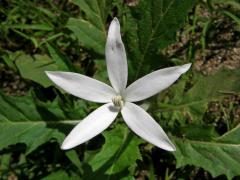 Hippobroma longiflora (L.) G. Don