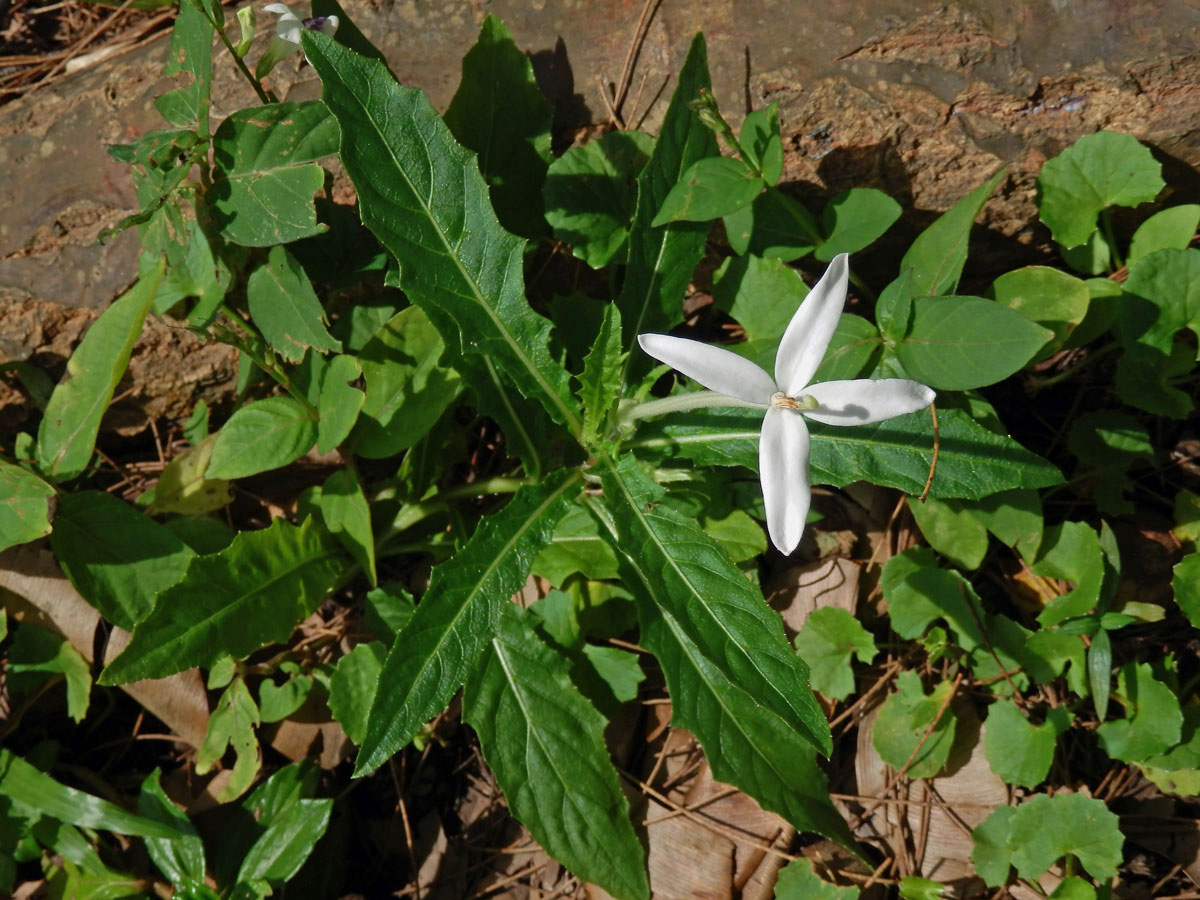 Hippobroma longiflora (L.) G. Don s čtyřčetným květem