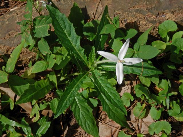 Hippobroma longiflora (L.) G. Don s čtyřčetným květem