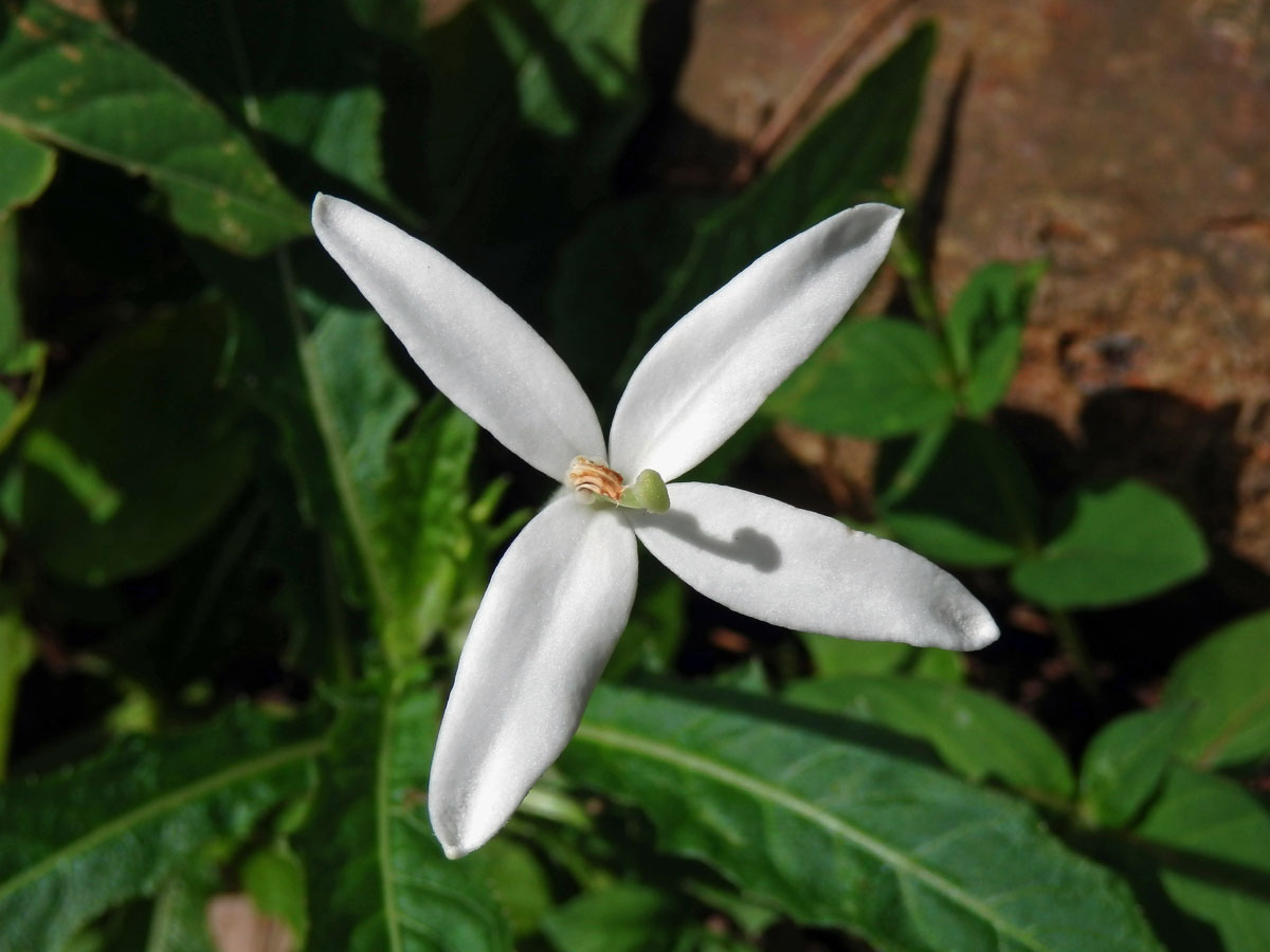 Hippobroma longiflora (L.) G. Don s čtyřčetným květem