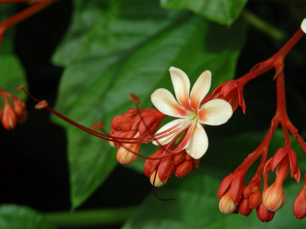 Clerodentrum paniculatum L. s šestičetným květem