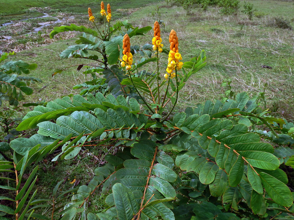 Senna alata (L.) Roxb.