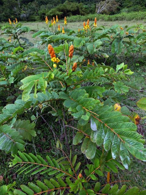 Senna alata (L.) Roxb.