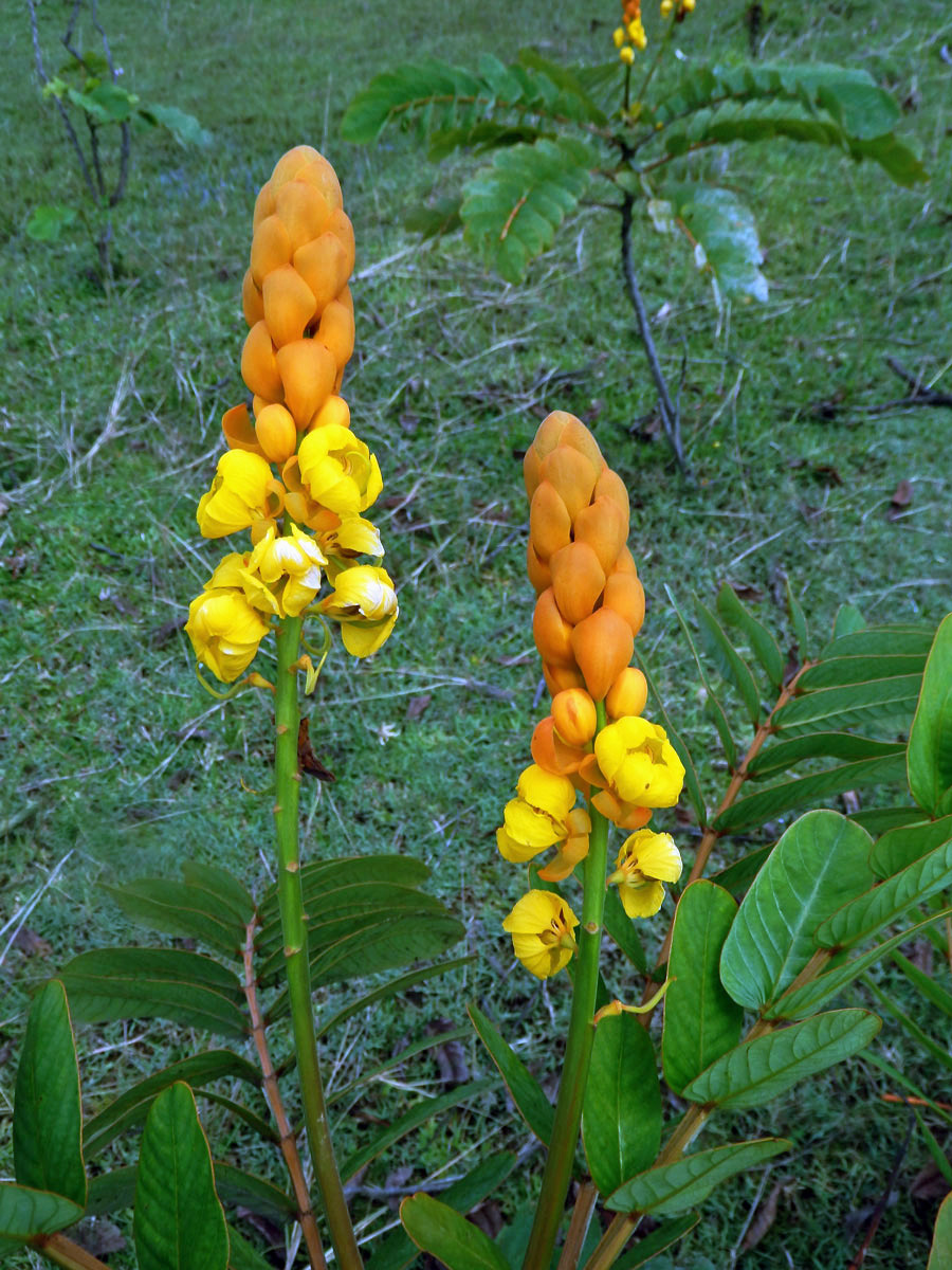 Senna alata (L.) Roxb.