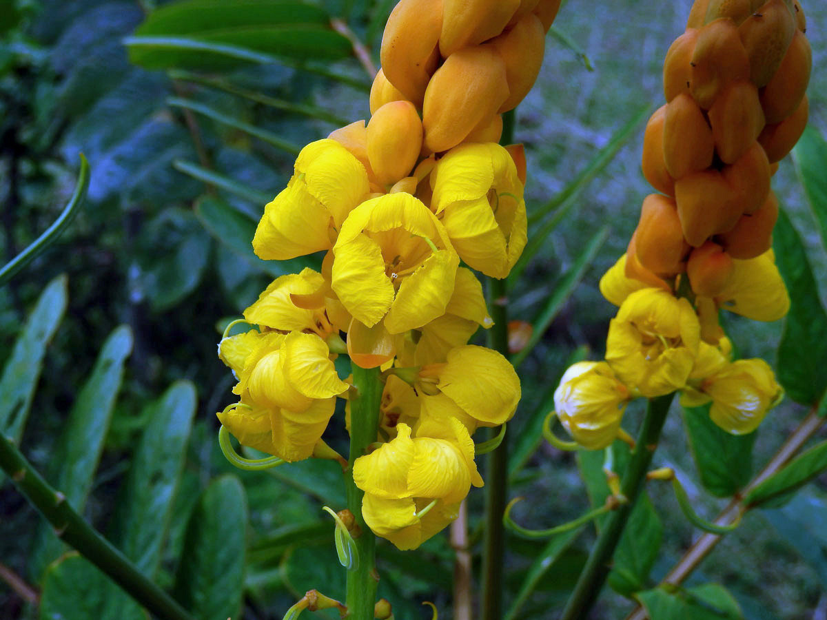 Senna alata (L.) Roxb.