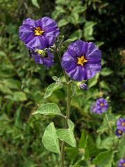 Lilkovník hořcokvětý (Lycianthes rantonnei (Carrière) Bitter)