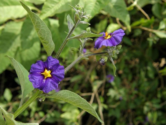 Lilkovník hořcokvětý (Lycianthes rantonnei (Carrière) Bitter)