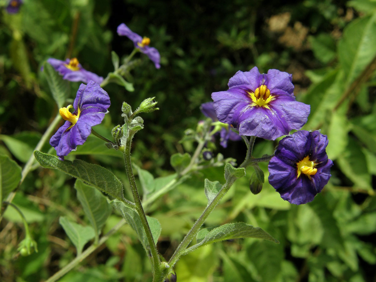 Lilkovník hořcokvětý (Lycianthes rantonnei (Carrière) Bitter)