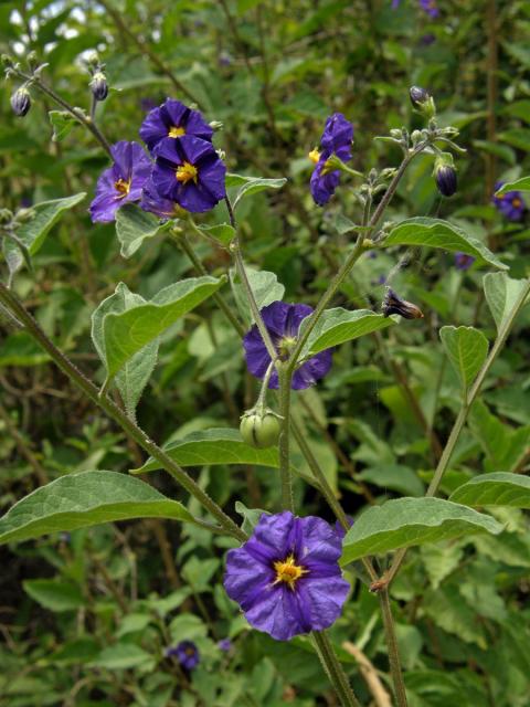 Lilkovník hořcokvětý (Lycianthes rantonnei (Carrière) Bitter)