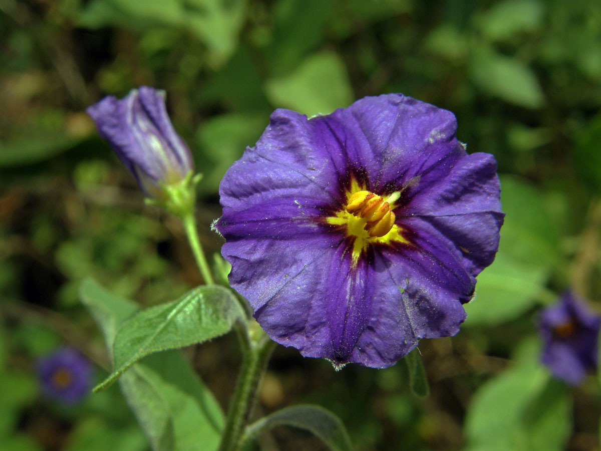 Lilkovník hořcokvětý (Lycianthes rantonnei (Carrière) Bitter)