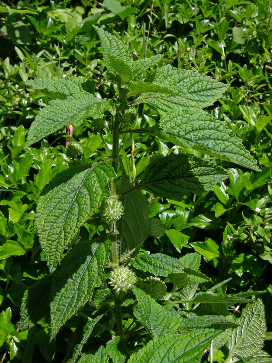 Hyptis capitata Jacq.