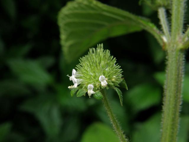 Hyptis capitata Jacq.