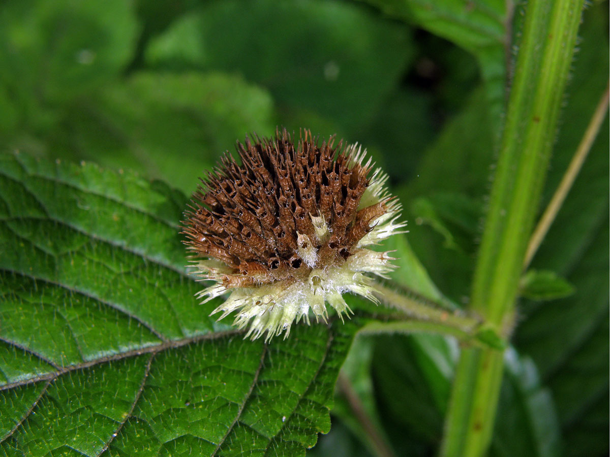 Hyptis capitata Jacq.